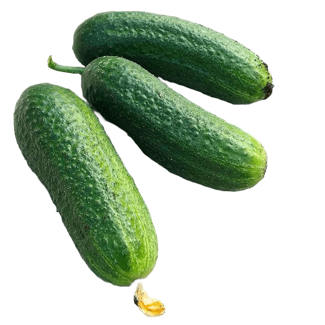 avomaankurkku.png